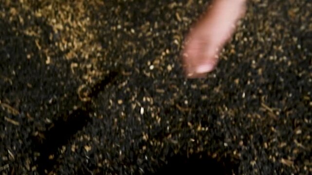 Sunflower seeds are in the hands of a farmer
