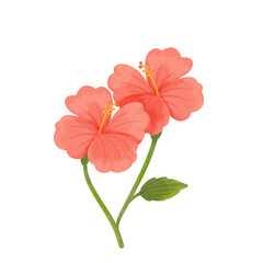 Pink Hibiscus Vector Illustration © Union