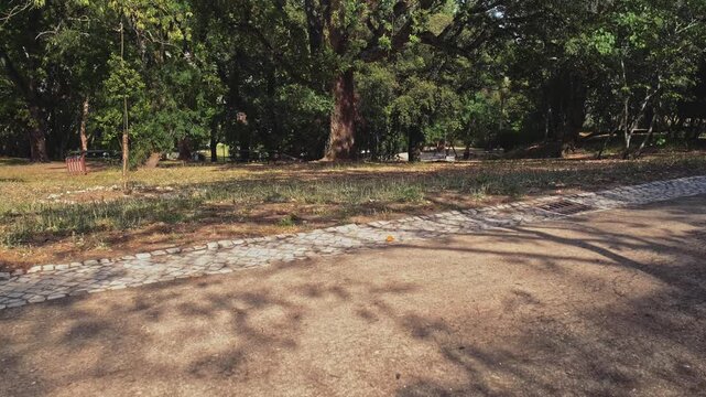 A big green tree in a park on a sunny summer day. On a warm spring day, a large green tree in a garden. A beautiful tree full of green leaves. Slow motion panning video of a gorgeous tree outdoors.