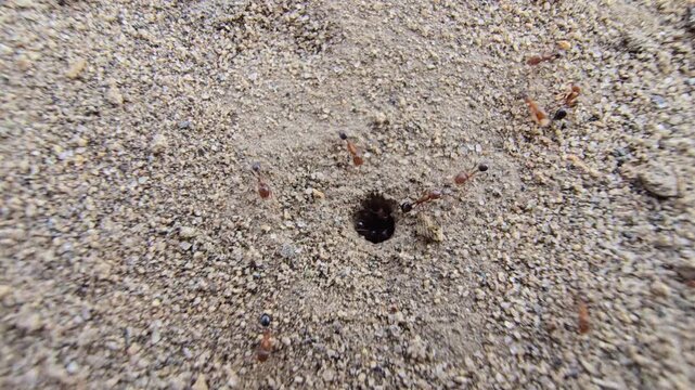 Macro view of ants entering a small hole in sandy soil. Red ants working around a ground nest. Busy ant colony activity in dry earth.