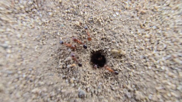 Macro view of ants entering underground nest. Red ants working at anthill hole in sandy soil. Busy insect colony activity in nature.
