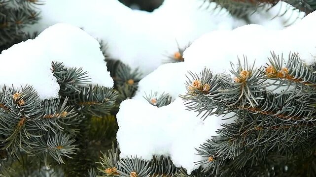 Close-up of a pine branch covered with snow.