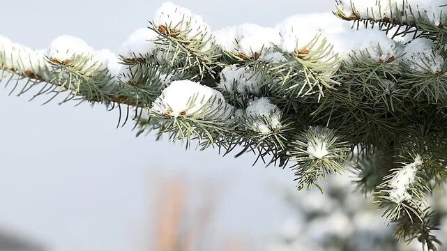 Close-up of a pine branch covered with snow.
