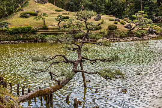 Pine tree leaning over the pond water with ducks swimming at Kiyosumi Gardens March 2024