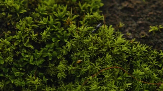 A highly detailed macro shot showing vibrant green moss growing on a natural surface. Tiny ants and insects can be seen actively navigating through the lush, miniature forest-like landscape. Perfect f