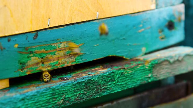 Bee apiary on a sunny summer day.