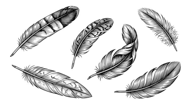Vintage hand drawn feathers set, detailed black and white quill sketches, 6 bird feather vector illustrations for rustic design