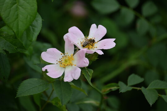 Macro of honeybee collecting pollen on pink wild rose flower, blooming rosa canina blossoms close up with bee on dark green lush foliage background