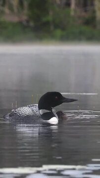 Common Loon Swimming on Misty Lake with Chick in Morning Light