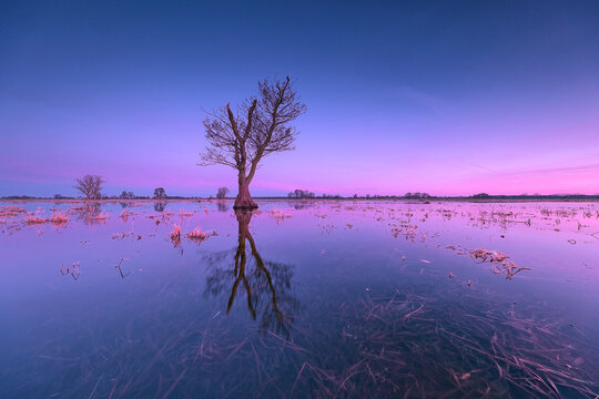 Solitary Tree Reflected in Flooded Wetland Meadow at Purple Twilight