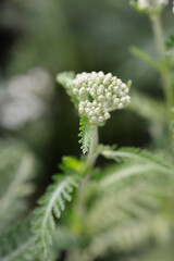 Macro shot of a common yarrow stem displaying dense clusters of tiny green flower buds and feathery leaves - latin name - Achillea millefolium Schneetaler © nahhan
