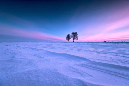 Twin Trees in Vast Snow Covered Winter Field at Pink and Blue Twilight