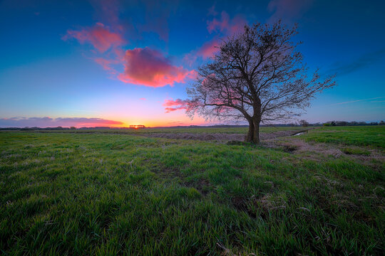 Solitary Tree on Green Field at Pink and Blue Sunrise