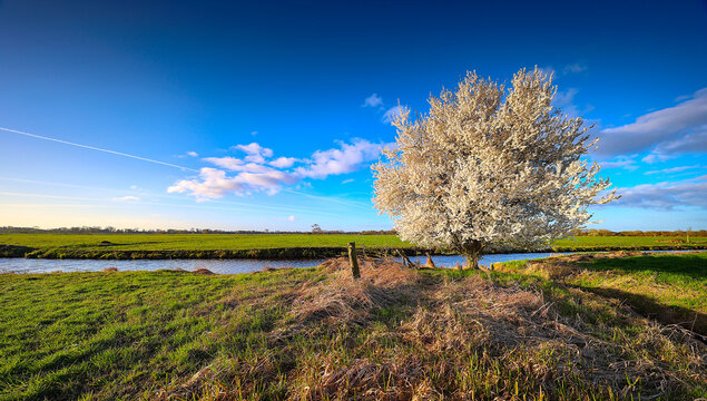 Blooming White Tree by Rural Creek in Spring Meadow
