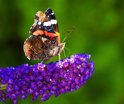 admiral butterfly in the summer garden
