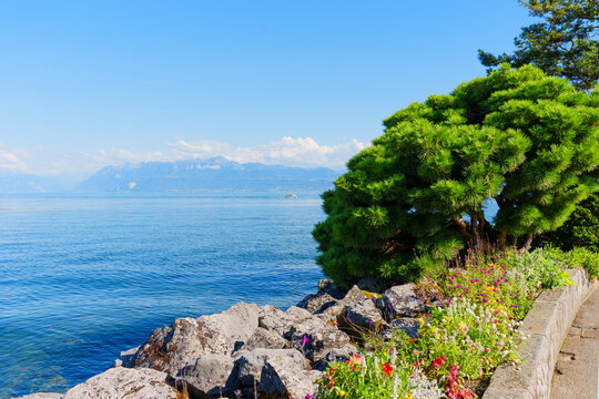 Scenic Shoreline of Lake Geneva with Flowers and Pine Tree in Morges