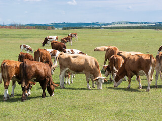 Herd of cattle grazing and resting leisurely on the broad prairie. Livestock enjoying fresh grass on open grassland, peaceful pastoral natural scenery of Inner Mongolia.  © Guiyi