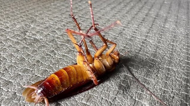 A dying American cockroach lies on its back, struggling and twitching its legs on a textured gray background. Extreme macro shot showing detailed pest anatomy for extermination concepts.