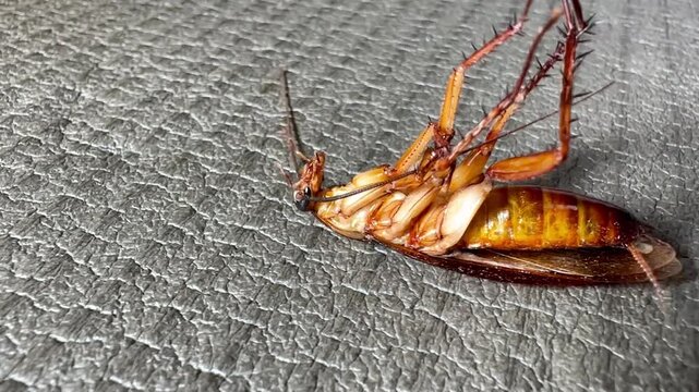 A dying American cockroach lies on its back, struggling and twitching its legs on a textured gray background. Extreme macro shot showing detailed pest anatomy for extermination concepts.