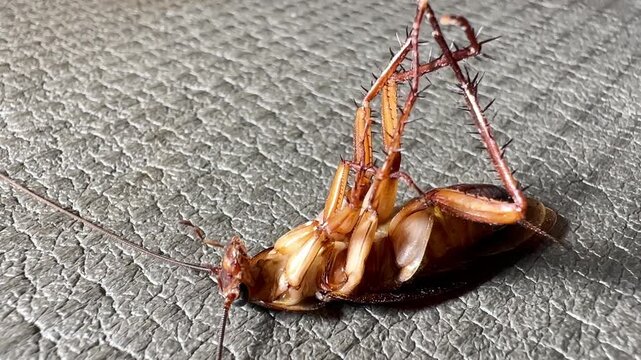 A dying American cockroach lies on its back, struggling and twitching its legs on a textured gray background. Extreme macro shot showing detailed pest anatomy for extermination concepts.