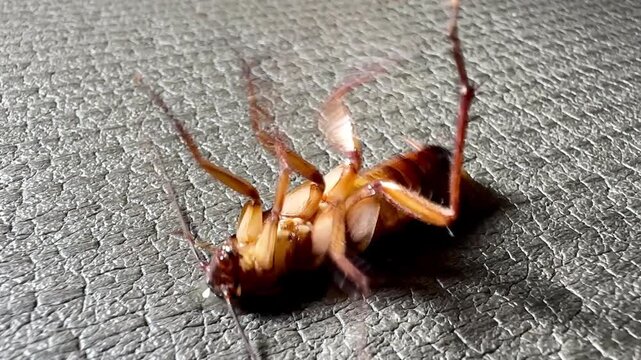 A dying American cockroach lies on its back, struggling and twitching its legs on a textured gray background. Extreme macro shot showing detailed pest anatomy for extermination concepts.