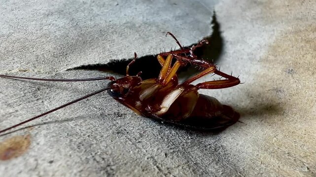 A dying American cockroach lies on its back, struggling and twitching its legs on a textured gray background. Extreme macro shot showing detailed pest anatomy for extermination concepts.
