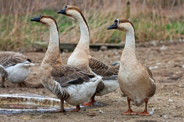 Geese on the farm © Janusz