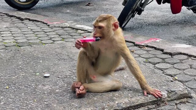 A pig-tailed macaque picks up a lighter lying nearby from the ground, holds it with its paws and begins to gnaw on it from different sides, examining the object it has found.