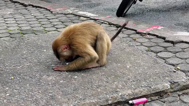 A pig-tailed macaque sits in a parking lot and examines a small round metal object, rubs it on the ground, picks it up with its teeth, and continues to interact with the object.