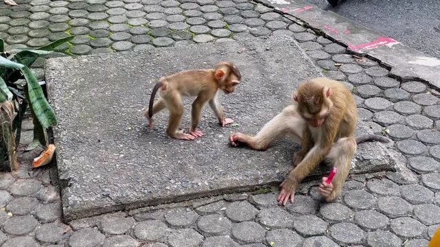 Two young pig-tailed macaques sit in a parking lot, one gnawing on the remains of a coconut, the other examining a lighter and a metal circular object.