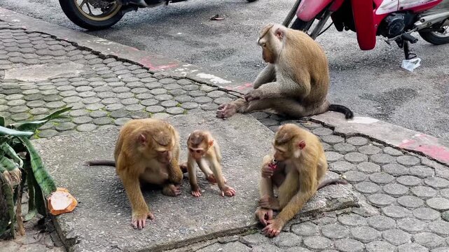 A group of pig-tailed macaques rests on a rocky platform near a parking lot. Adults and juveniles are busy with various activities and interactions.