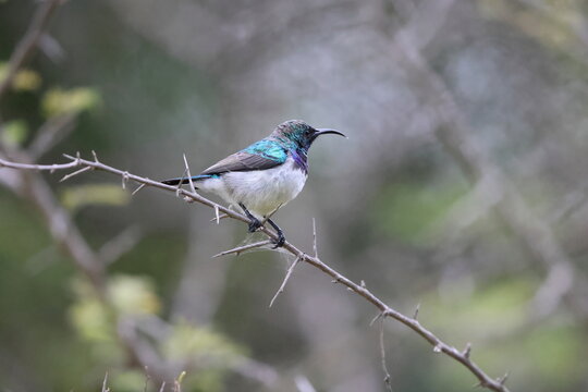 The white-bellied sunbird (Cinnyris talatala), also known as the white-breasted sunbird, is a species of bird in the family Nectariniidae. This photo was taken  in Kruger National Park, South Africa.