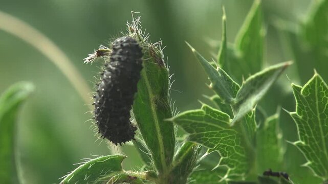 Black spiny butterfly caterpillar chewing the tip of a young prickly leaf, macro view in bright backlight with smooth green background in early summer