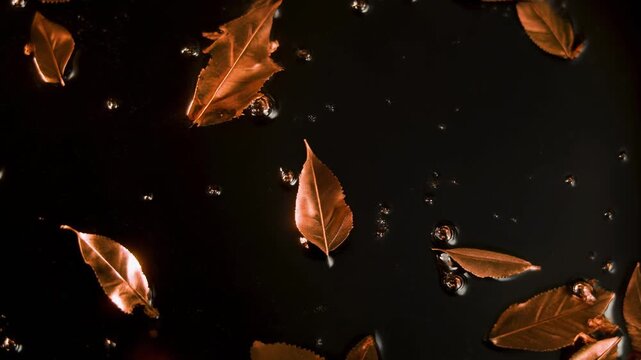 Copper Leaves Floating on Dark Water Surface in Slow Motion