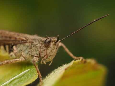 Saltamontes (Caelifera) posado sobre una hoja verde. Detalle preciso del insecto en su h&aacute;bitat natural, ideal para proyectos de biolog&iacute;a, naturaleza y ecolog&iacute;a.