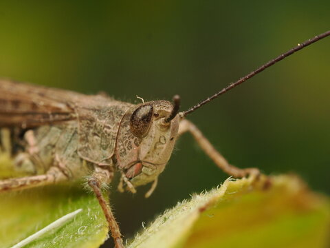 Saltamontes (Caelifera) posado sobre una hoja verde. Detalle preciso del insecto en su h&aacute;bitat natural, ideal para proyectos de biolog&iacute;a, naturaleza y ecolog&iacute;a.