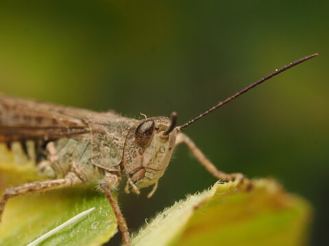 Saltamontes (Caelifera) posado sobre una hoja verde. Detalle preciso del insecto en su h&aacute;bitat natural, ideal para proyectos de biolog&iacute;a, naturaleza y ecolog&iacute;a.