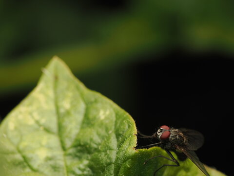 Mosca de la carne (Sarcophagidae) posada en el borde de una hoja verde. Su gran ojo compuesto rojo destaca por el detalle. Naturaleza, vida silvestre e insectos en su h&aacute;bitat 