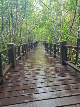wooden bridge in the forest
