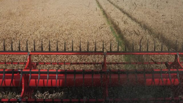 Wheat harvesting process with combine harvester cutting through golden fields, showcasing the continuous action of threshing and collecting grain in a rural agricultural setting