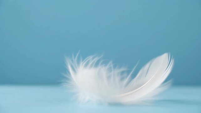 Soft White Feather Gently Falling and Landing on Smooth Blue Surface