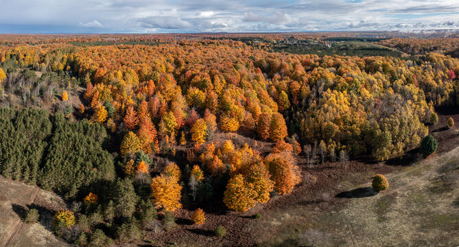 Aerial view of a dense forest during autumn with vibrant orange, yellow, and red foliage contrasting with patches of green pine trees under a cloudy sky in Michigan, United States.