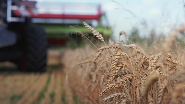 Wheat harvesting process showing golden wheat stalks swaying in the breeze with a combine harvester in the background, capturing the essence of agricultural productivity