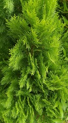 Fototapeta premium Vibrant Lime Green Cypress Foliage with Dense Fine Textured Branches