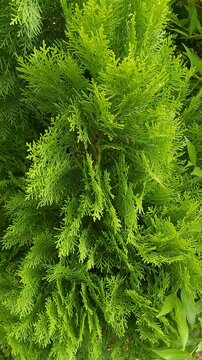 Vibrant Lime Green Cypress Foliage with Dense Fine Textured Branches