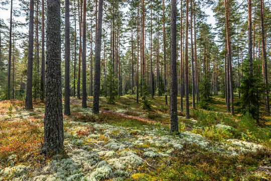Maical fairytale forest in autumn. Forest therapy and stressrelief.