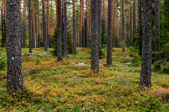 Maical fairytale forest in autumn. Forest therapy and stressrelief.