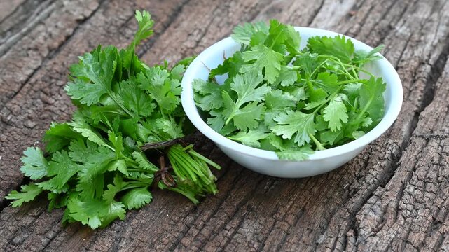Coriander herb on wood background. Bunch of fresh coriander on wooden table close up
