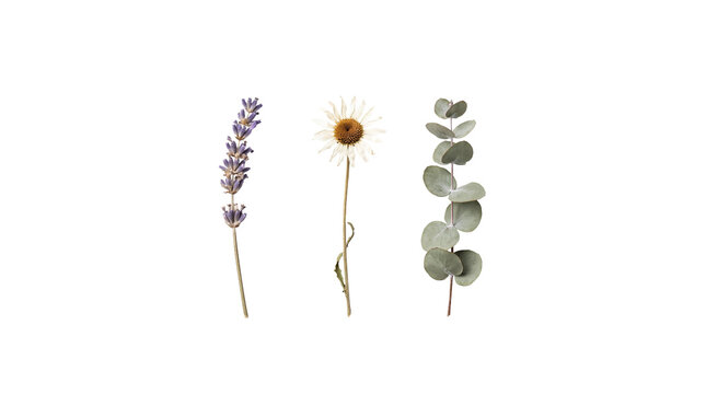 botanicals three purple yellow green transparent background set collection isolated Three dried stems feature lavender daisy and eucalyptus arranged separately for for product catalogs and advertising