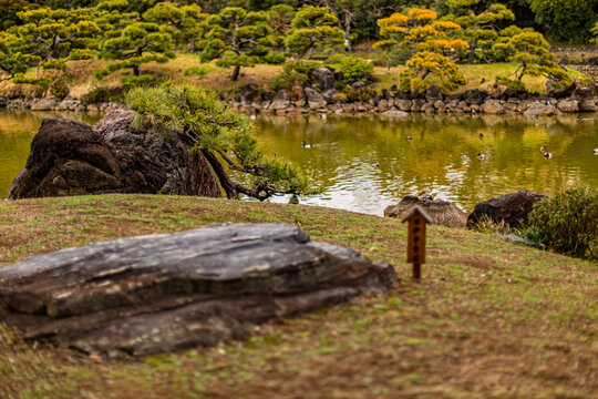 Scenic view of garden rocks and a leaning pine tree beside the central pond at Kiyosumi Gardens March 2024